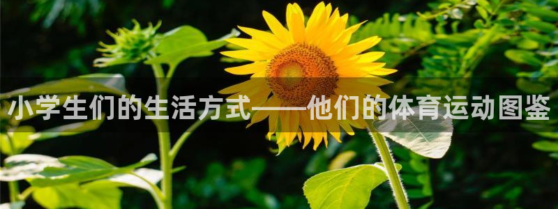 k1体育app官网登录入口：小学生们的生活方式——他们的体育运动图鉴